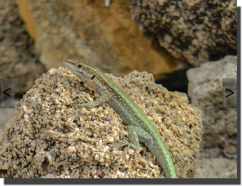 Anatololacerta pelasgiana